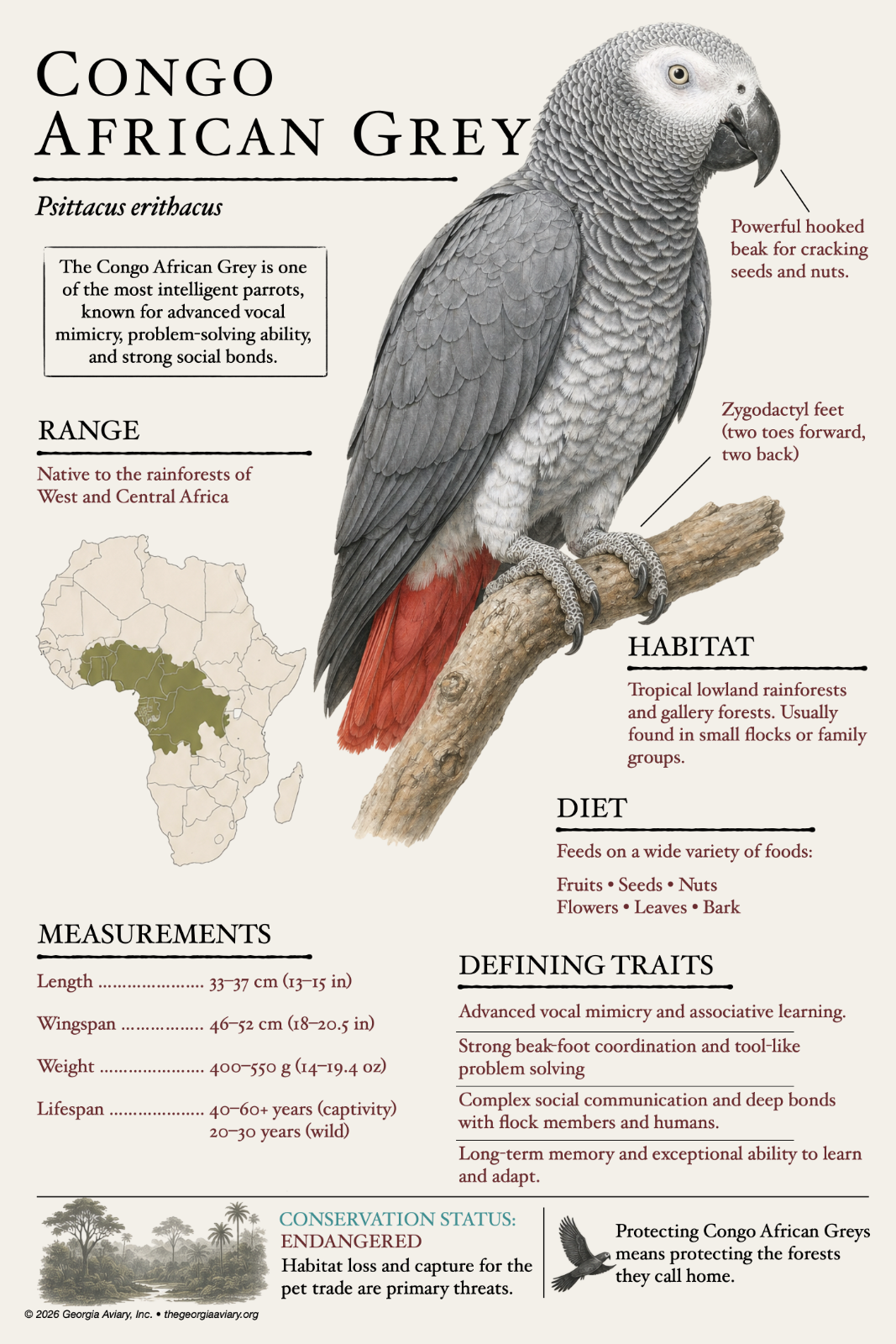 Congo African Grey