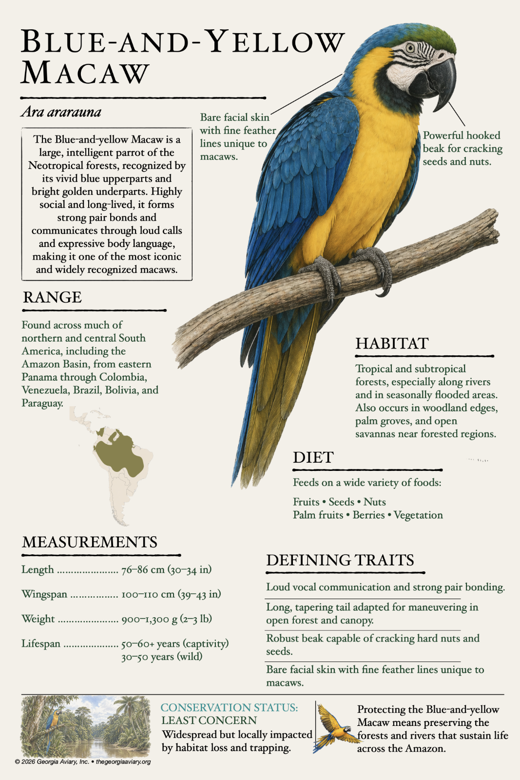 Blue-and-yellow Macaw