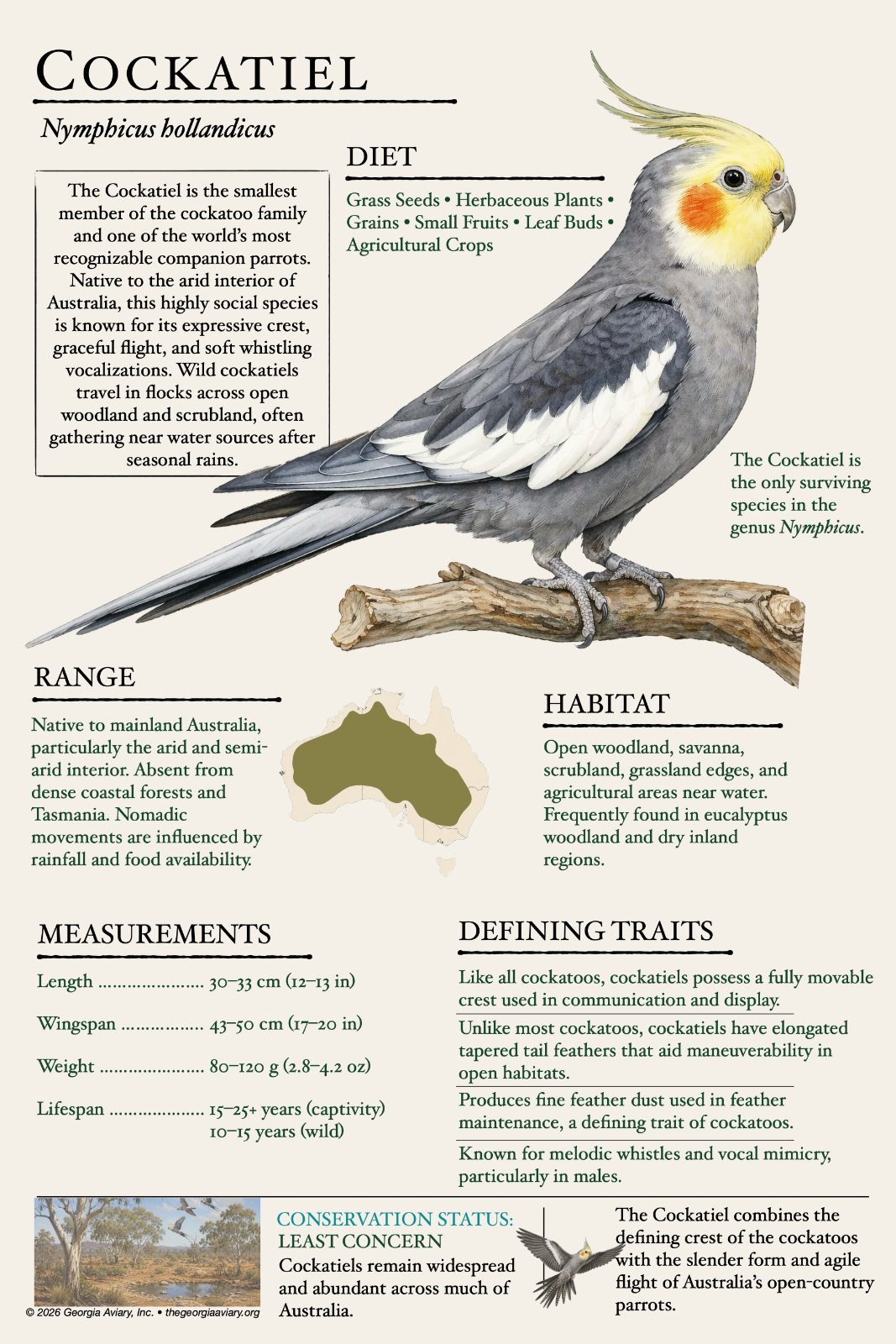Cockatiel Poster