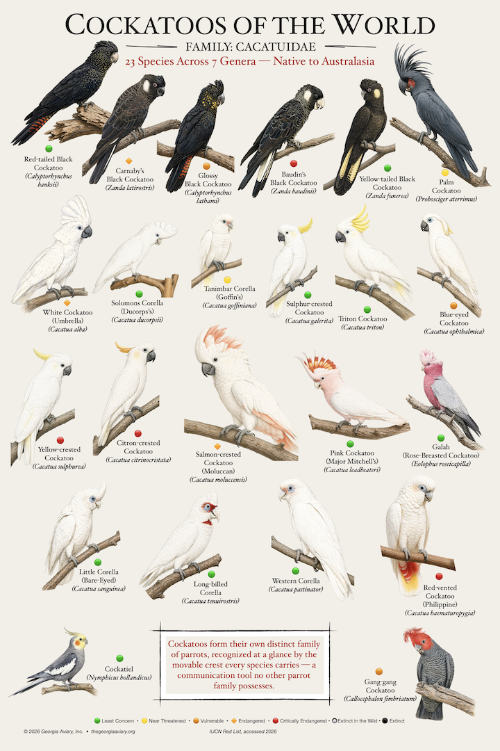 Cockatoos of the World