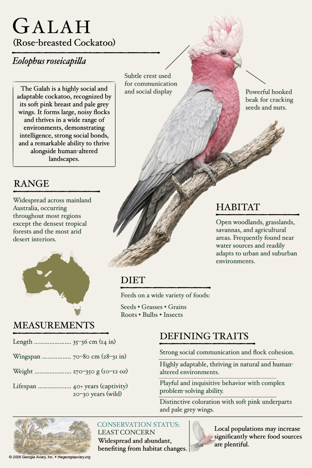 Galah