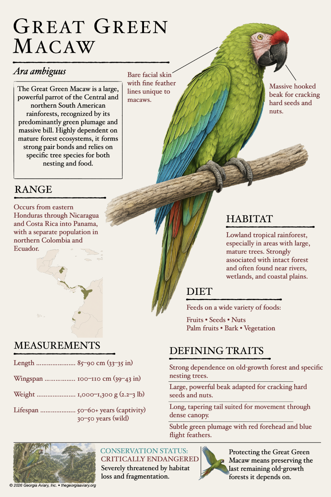 Great Green Macaw