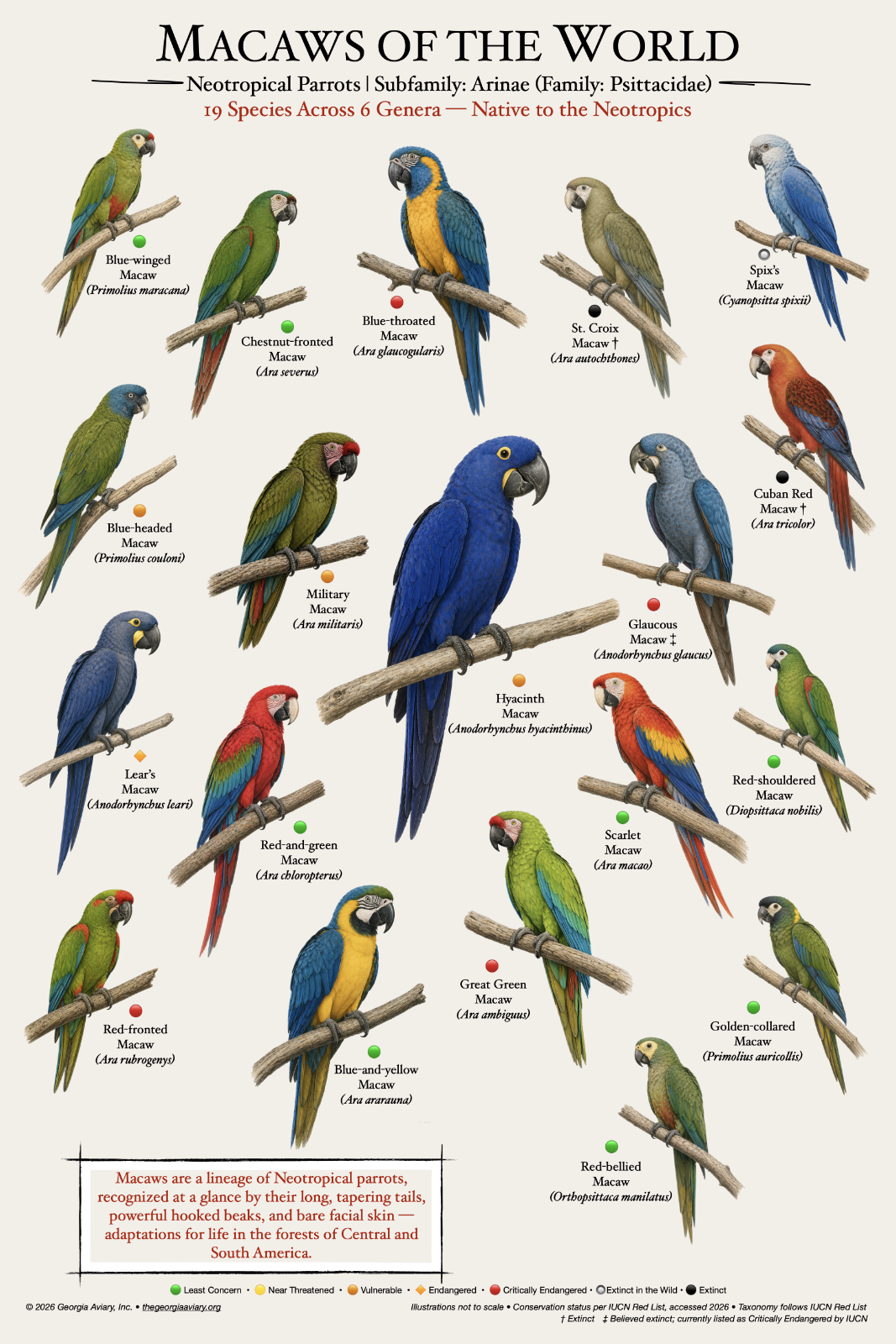 Macaws of the World
