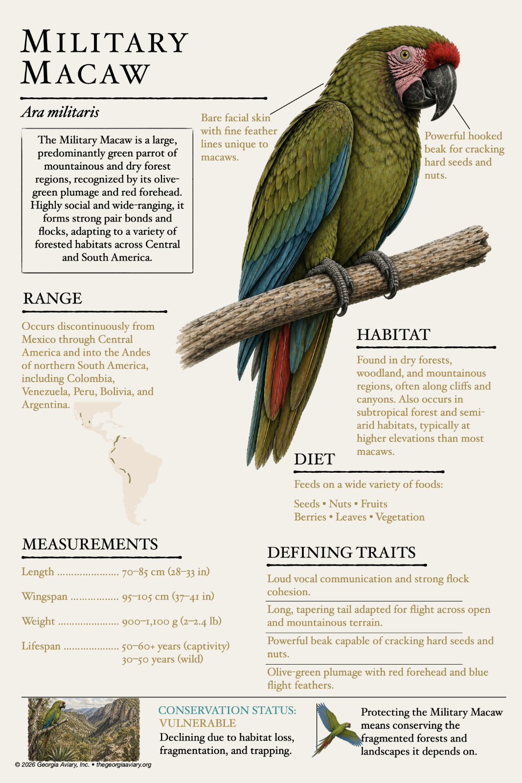 Military Macaw