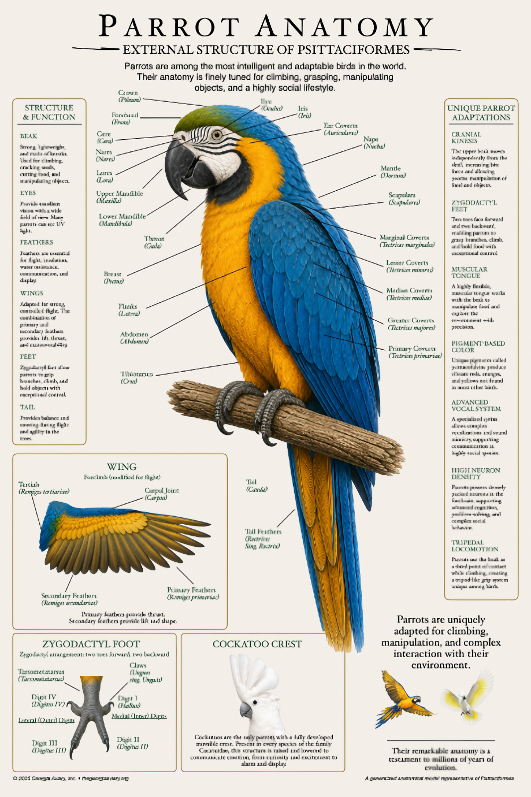 Parrot Anatomy Poster