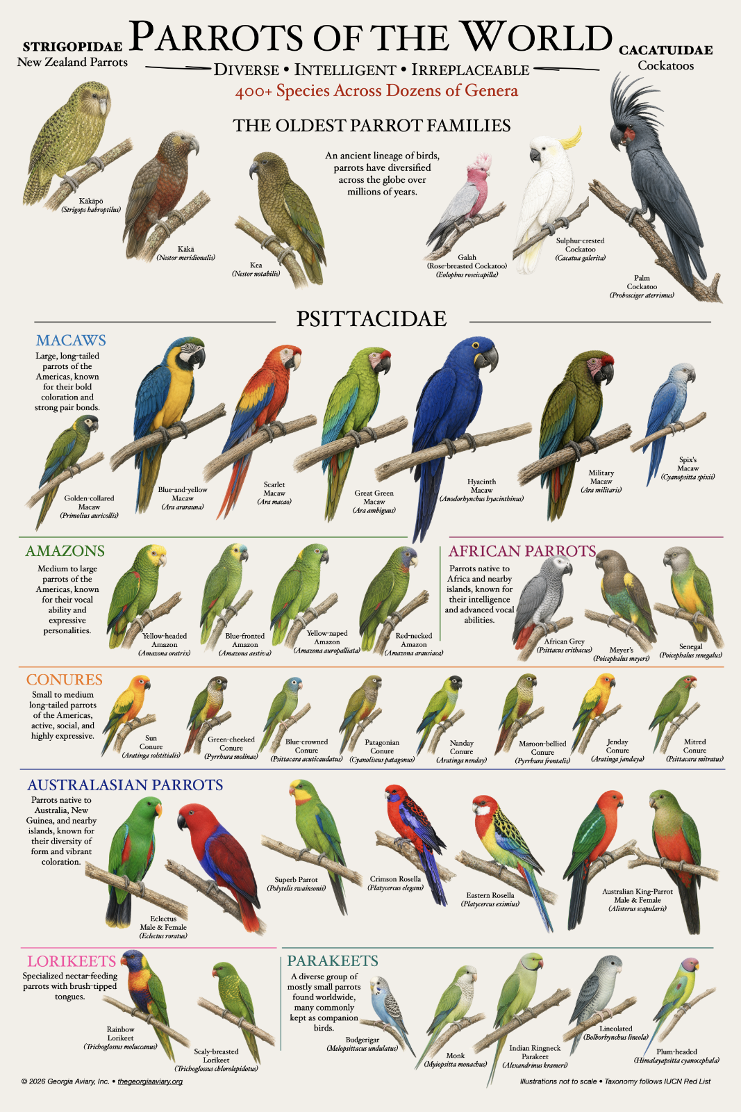Parrots of the World
