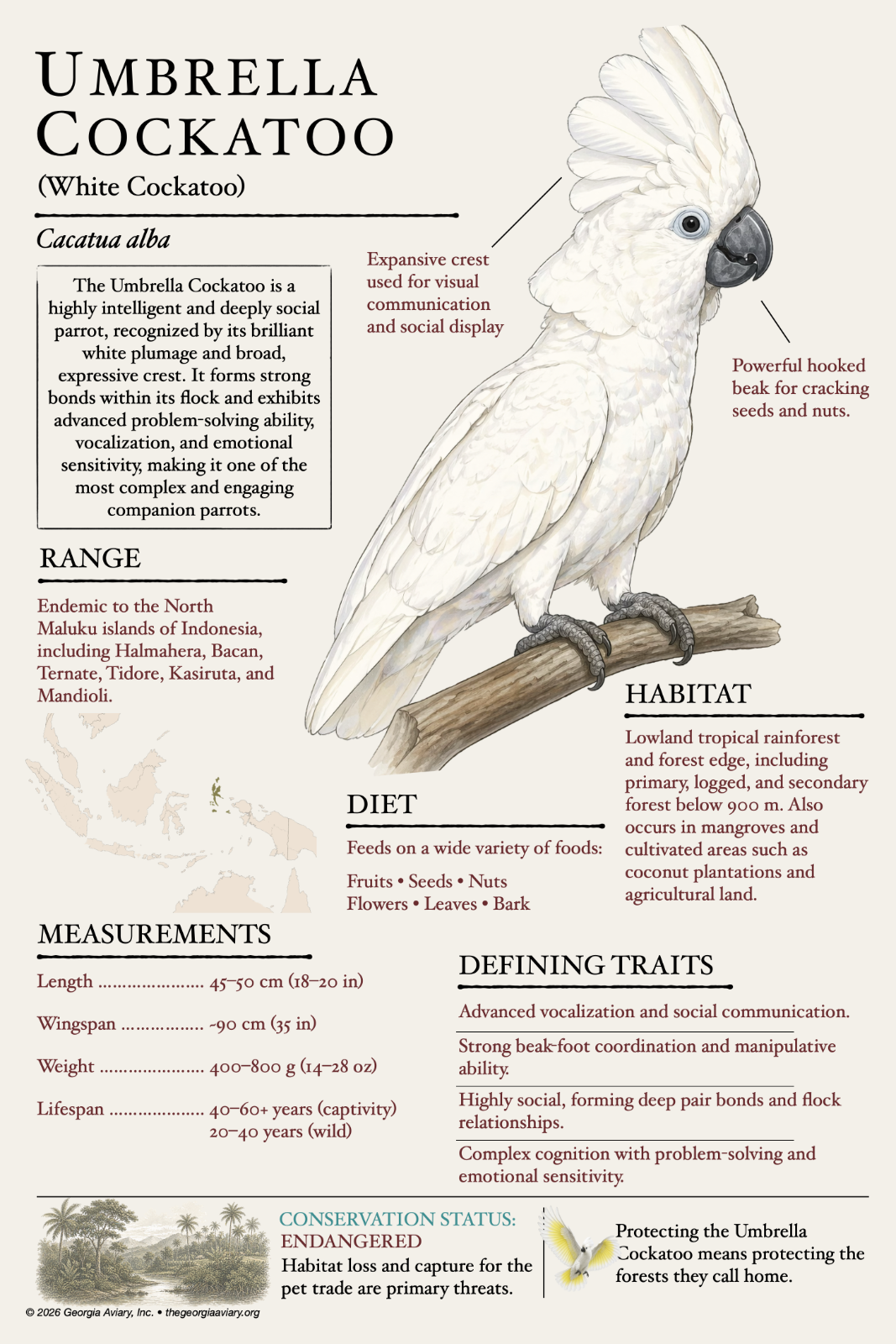 Umbrella Cockatoo